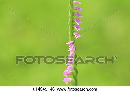 Ladies' tresses, close up, colored background View Large Photo Image Stock Photograph - Ladies' tresses, close up, colored background. Fotosearch
