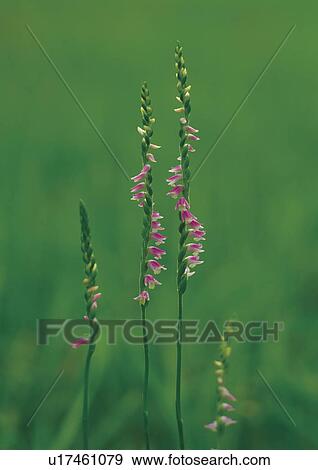 Ladies' tresses with green background View Large Photo Image Stock Photo - Ladies' tresses with green background. Fotosearch