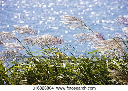 Lakeside pampas grass. Omihachiman, Shiga Prefecture, Japan View Large Photo Image Picture - Lakeside pampas grass. Omihachiman, Shiga Prefecture, Japan. Fotosearch