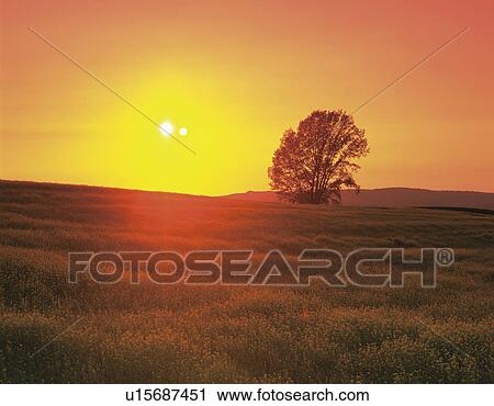 Landscape in setting sun with tree. Hokkaido, Japan View Large Photo Image Stock Image - Landscape in setting sun with tree. Hokkaido, Japan. Fotosearch