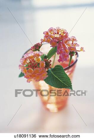 Lantana View Large Photo Image Stock Photograph - Lantana. Fotosearch