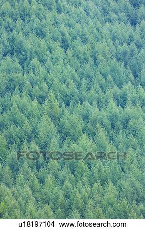 Picture - Larch woods in Norikura Plateau, Matsumoto, Nagano Prefecture, Japan. Fotosearch