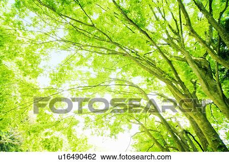 Large green trees, Otsu, Shiga Prefecture, Japan View Large Photo Image Stock Image - Large green trees, Otsu, Shiga Prefecture, Japan. Fotosearch
