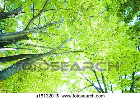 Large green trees, Otsu, Shiga Prefecture, Japan View Large Photo Image Stock Photography - Large green trees, Otsu, Shiga Prefecture, Japan. Fotosearch
