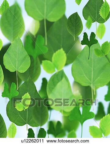 Stock Image - Large group of green leaves. Fotosearch