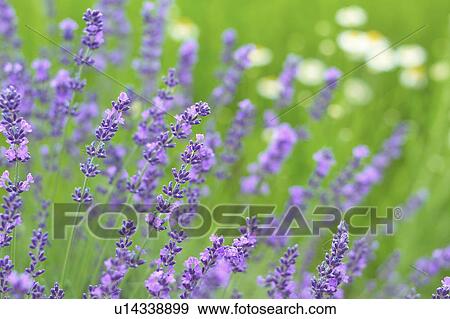 Stock Photo - Lavender field. Fotosearch