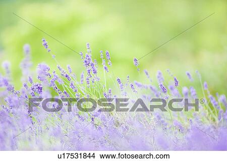 Picture - Lavender. Fotosearch