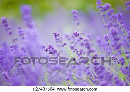 Picture - Lavender. Fotosearch