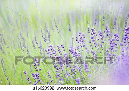 Stock Image - Lavender. Fotosearch