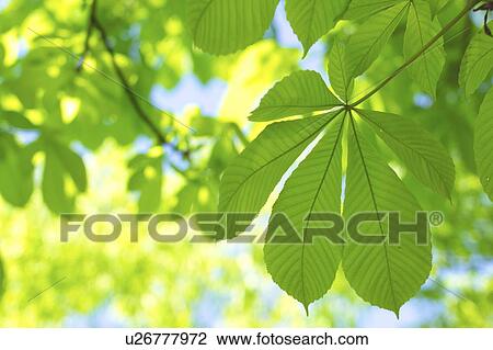 Stock Image - Laves of Japanese horse chestnuts tree. Fotosearch