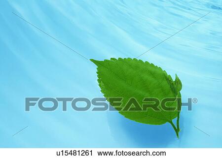Leaf above water View Large Photo Image Stock Image - Leaf above water. Fotosearch