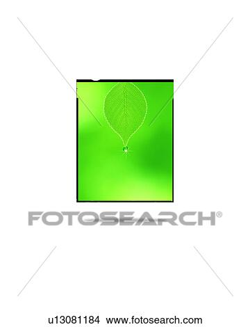 Picture - Leaf and water drop in a frame. Fotosearch