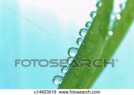 Stock Photo - Leaf covered in dew drops. Fotosearch