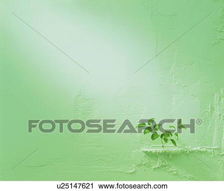 Stock Image - Leaf growing on a green wall. Fotosearch