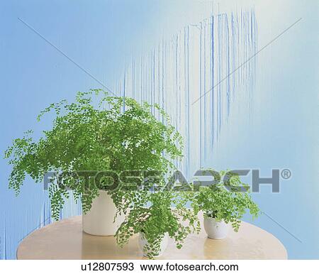 Stock Image - Leaf house plants on table. Fotosearch