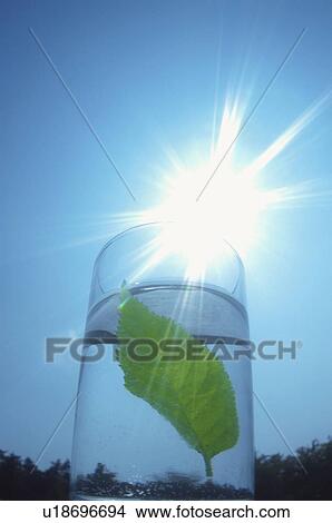 Picture - Leaf in a glass of water. Fotosearch