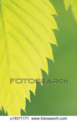 Stock Image - Leaf in green, close up. Fotosearch
