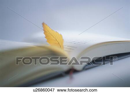 Leaf in open book View Large Photo Image Stock Photo - Leaf in open book. Fotosearch