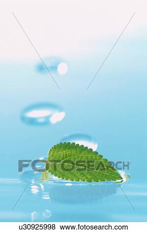 Stock Photo - Leaf in water. Fotosearch