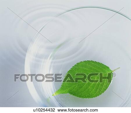 Stock Image - Leaf inside a transparent bowl over water. Fotosearch