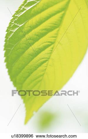 Stock Photograph - Leaf of cherry tree. Fotosearch