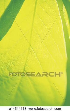 Stock Photo - Leaf of dogwood. Fotosearch