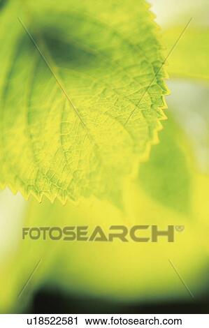 Stock Image - Leaf of hydrangea. Fotosearch