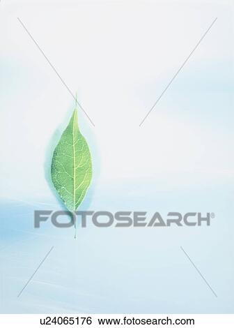 Stock Photograph - Leaf on blue background, copy space. Fotosearch