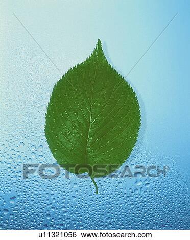 Stock Photograph - Leaf on wet surface. Fotosearch