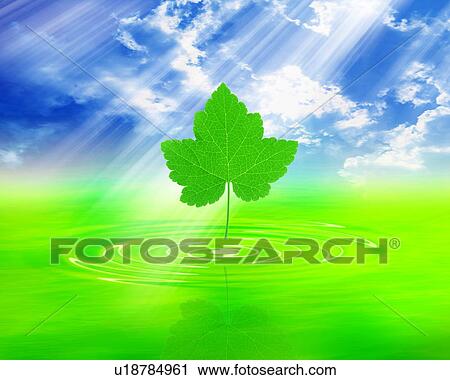 Leaf over green water, computer graphic View Large Photo Image Stock Image - Leaf over green water, computer graphic. Fotosearch