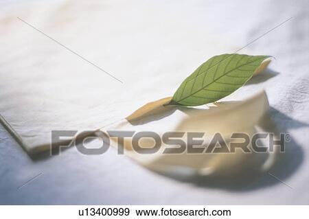 Stock Photo - Leaf resting on eco friendly bag. Fotosearch