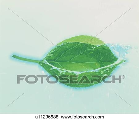 Leaf splashing in water View Large Photo Image Stock Photo - Leaf splashing in water. Fotosearch