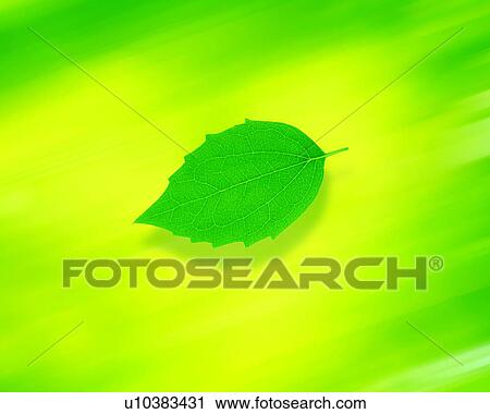 Leaf View Large Photo Image Stock Image - Leaf. Fotosearch