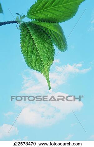 Stock Image - Leaf. Fotosearch