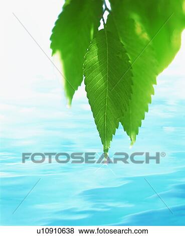 Stock Photo - Leaf. Fotosearch