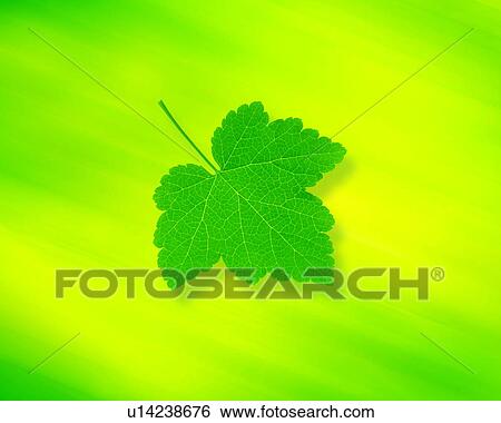 Leaf View Large Photo Image Stock Photograph - Leaf. Fotosearch