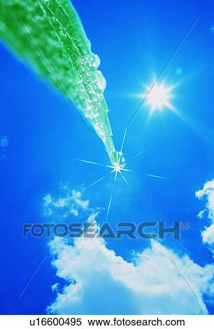 Leaf View Large Photo Image Stock Photography - Leaf. Fotosearch