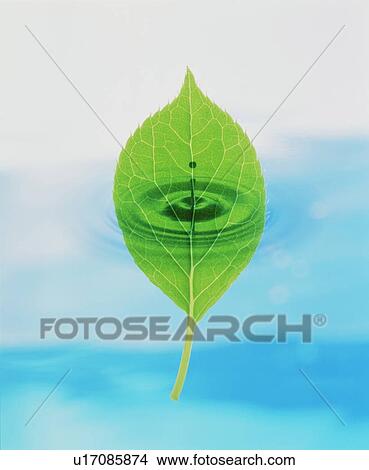 Picture - Leaf superimposed over a ripple. Fotosearch
