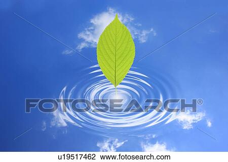 Stock Image - Leaf touching water surface with reflections of clouds. Fotosearch