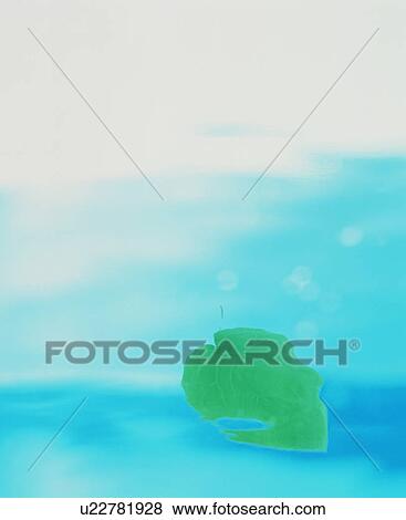 Leaf underwater View Large Photo Image Stock Photo - Leaf underwater. Fotosearch