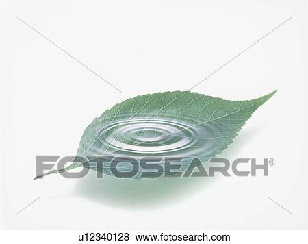 Stock Photo - Leaf with image of rippled water, white background. Fotosearch