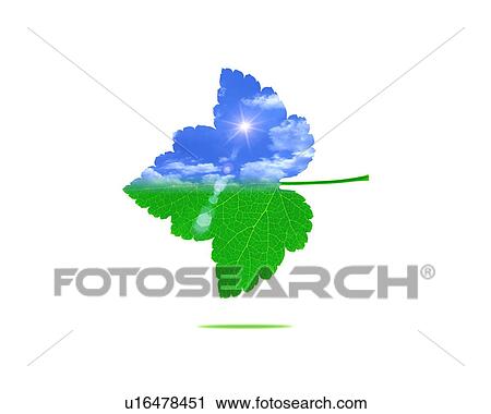 Stock Image - Leaf with image of sky, computer graphic, white background. Fotosearch