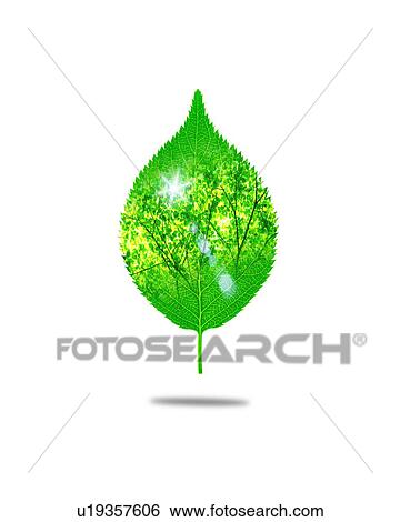 Stock Photograph - Leaf with image of trees, computer graphic, white background. Fotosearch