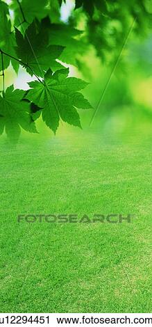 Leafy branch and a lawn View Large Photo Image Stock Image - Leafy branch and a lawn. Fotosearch