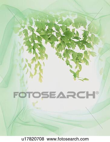 Stock Photo - Leafy branch and green textile. Fotosearch