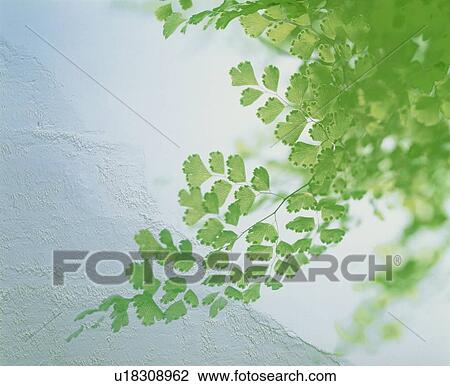 Stock Image - Leafy branch beside a white wall. Fotosearch
