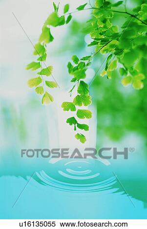 Stock Photography - Leafy branch over a rippling pond. Fotosearch