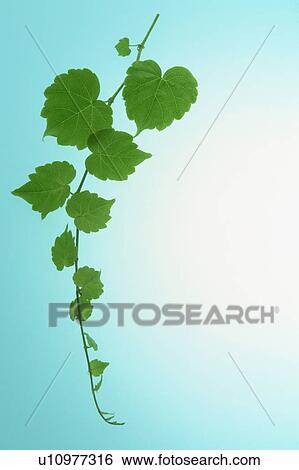 Stock Photograph - Leafy branch. Fotosearch