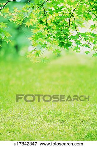 Leafy branches and grass View Large Photo Image Stock Photo - Leafy branches and grass. Fotosearch