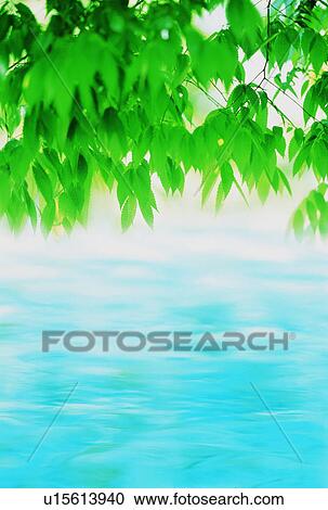 Leafy branches over water View Large Photo Image Stock Image - Leafy branches over water. Fotosearch